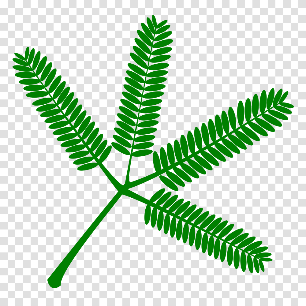 Download Free Mimosa Set Of Twigs Touch Me Not Plant Drawing, Leaf, Fern, Flower, Blossom Transparent Png