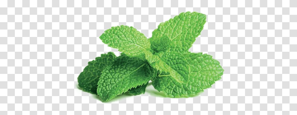 Download Free Mint File Peppermint Plant, Potted Plant, Vase, Jar, Pottery Transparent Png