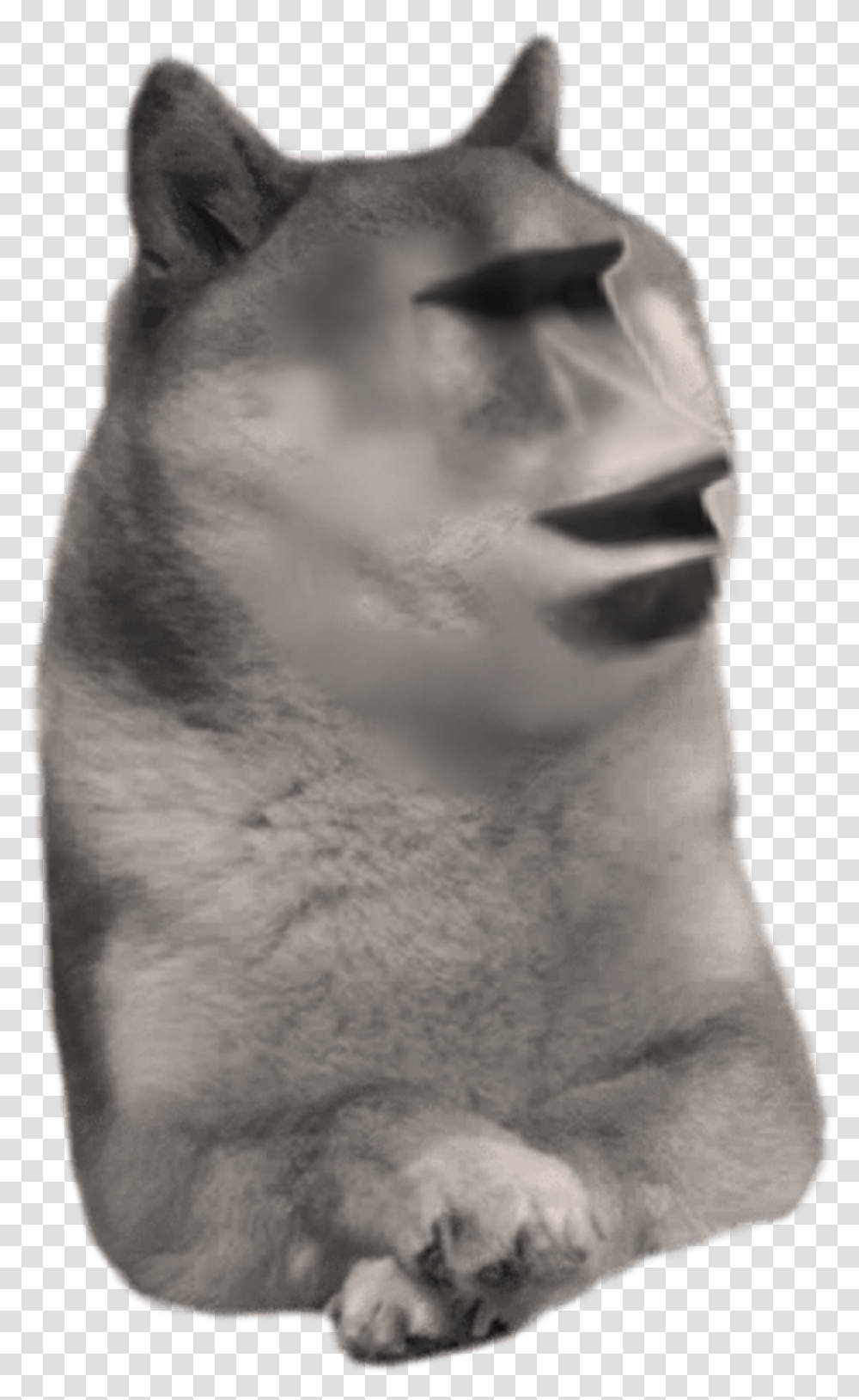 Download Free Moai Doge Doge, Neck, Head, Cat, Pet Transparent Png