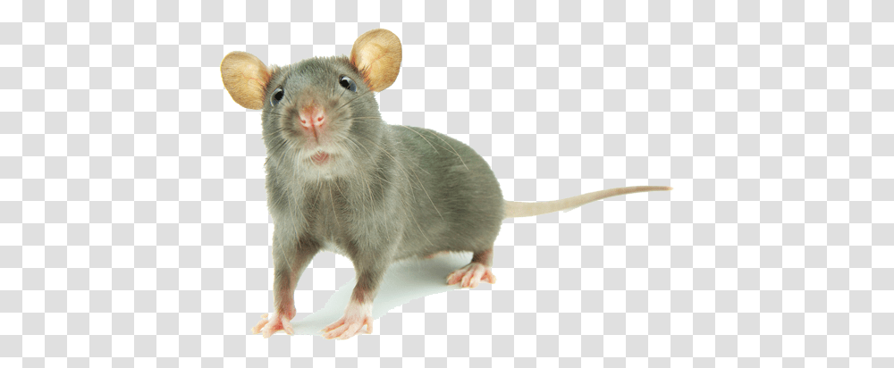 Download Free Mouse Animal Mouse Animal, Rat, Rodent, Mammal, Pet Transparent Png