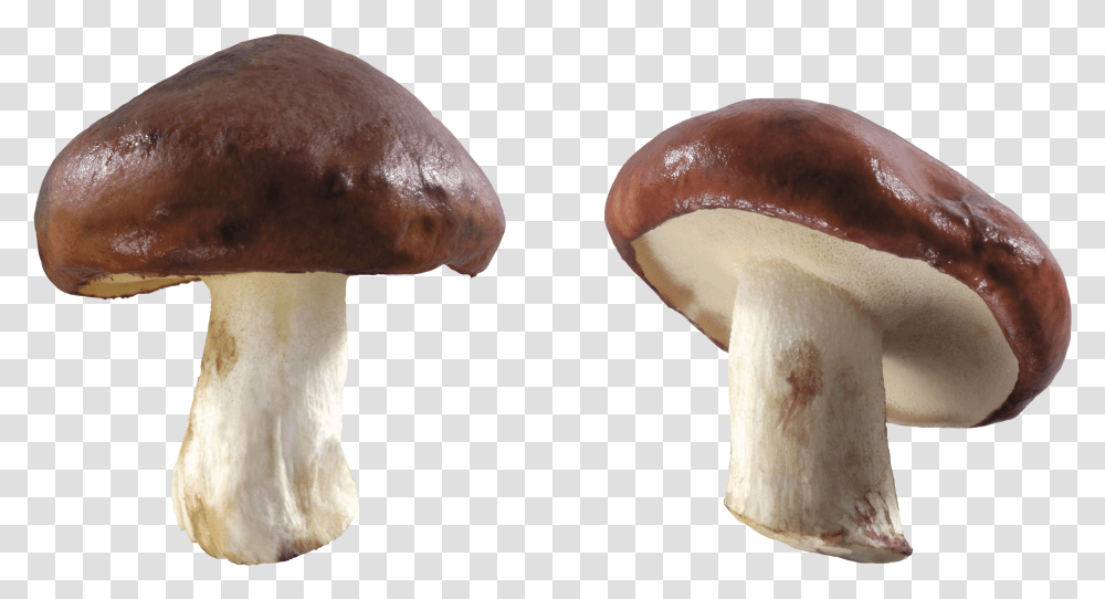 Download Free Mushroom Brown And White Mushroom, Plant, Amanita, Agaric, Fungus Transparent Png