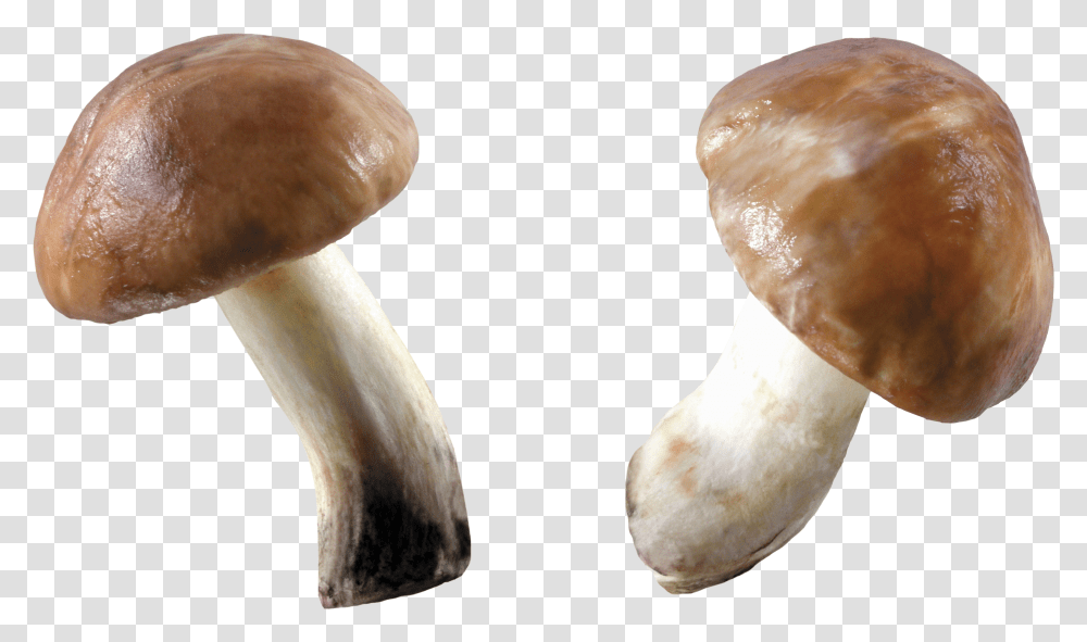 Download Free Mushroom Mushrooms Transparent Png