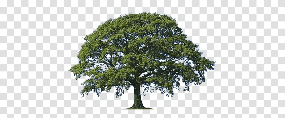 Download Free Oak Tree Clip Art Dlpngcom Tree, Plant, Sycamore, Tree Trunk Transparent Png