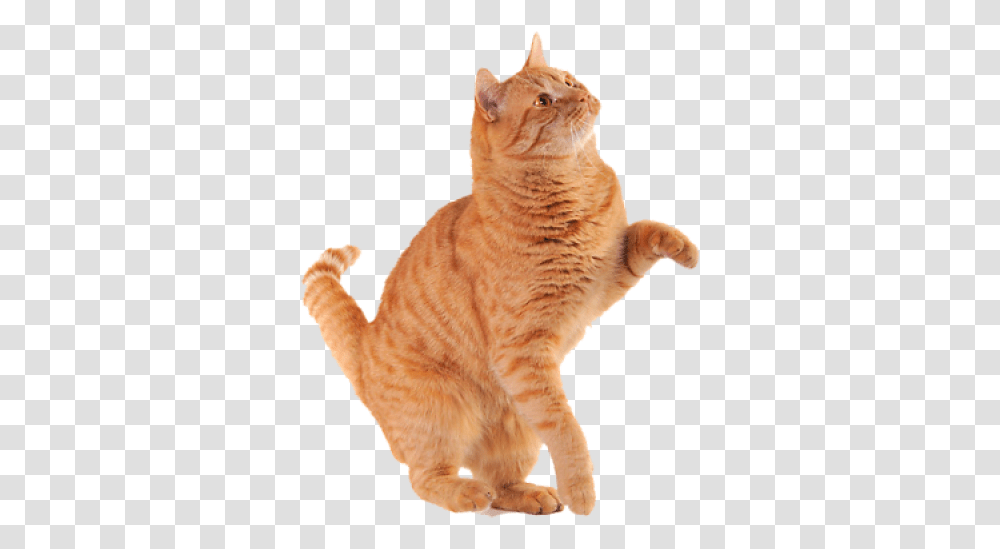Download Free Orange Cat 97 Images In Collection Orange Cat, Manx, Pet, Mammal, Animal Transparent Png