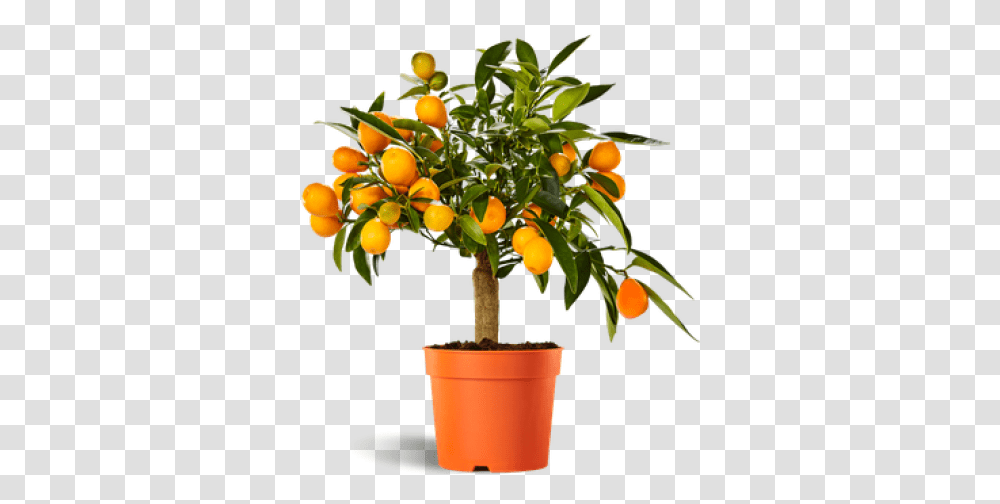 Download Free Orange Tree Plantes Pour Grande Jardiniere, Citrus Fruit, Food, Produce, Grapefruit Transparent Png
