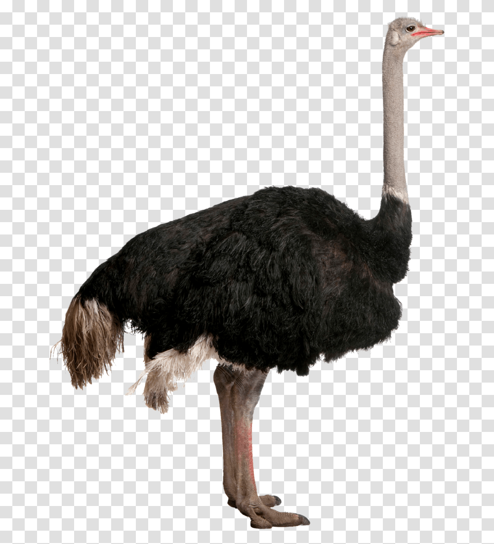 Download Free Ostrich Owl Dlpngcom Ostrich, Bird, Animal Transparent Png