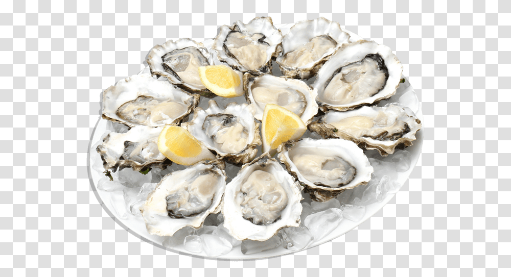 Download Free Oysters Oysters, Invertebrate, Animal, Sea Life, Seashell Transparent Png