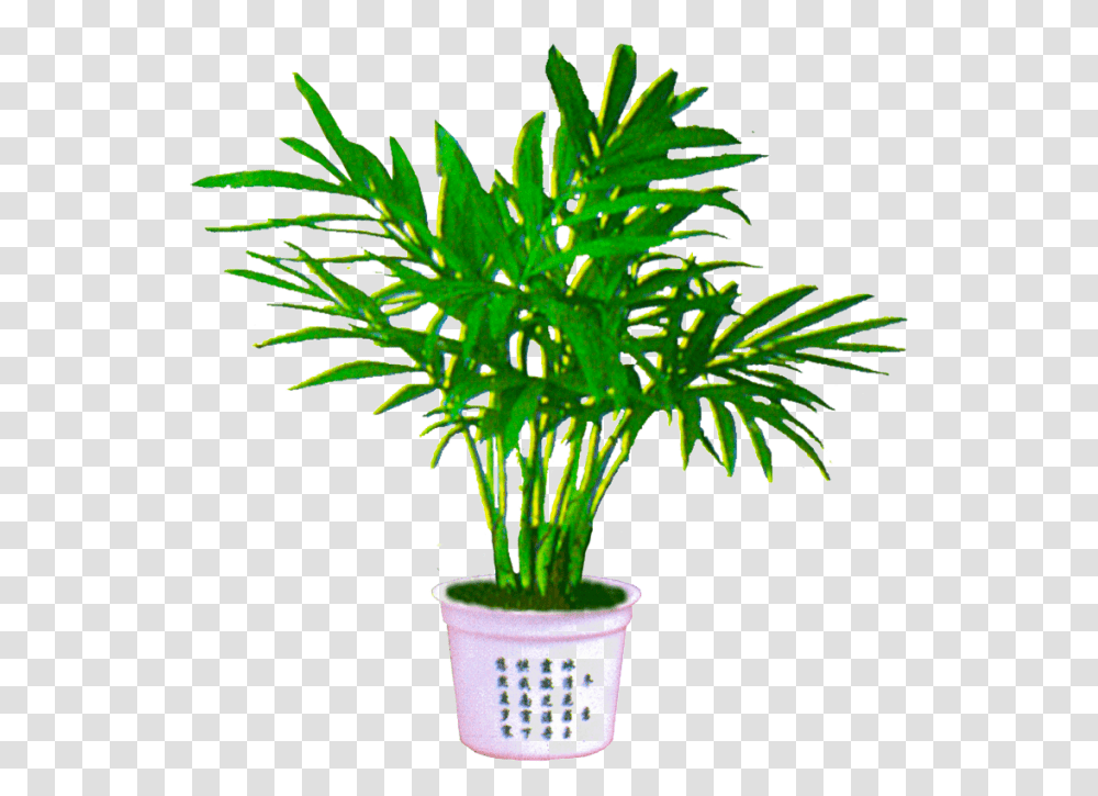 Download Free Palm Plant Image Houseplant, Palm Tree, Arecaceae, Green, Leaf Transparent Png