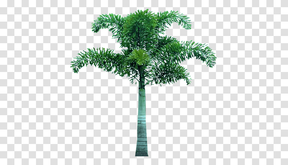 Download Free Palm Tree Dlpngcom Foxtail Palm Tree, Plant, Arecaceae, Cross, Symbol Transparent Png