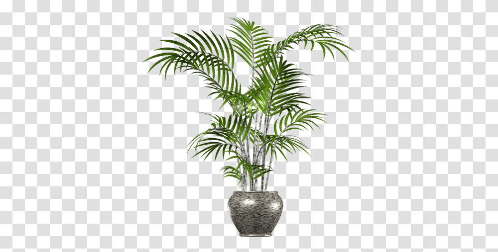 Download Free Palm Tree Images Tree In A Pot, Plant, Arecaceae, Leaf, Fern Transparent Png