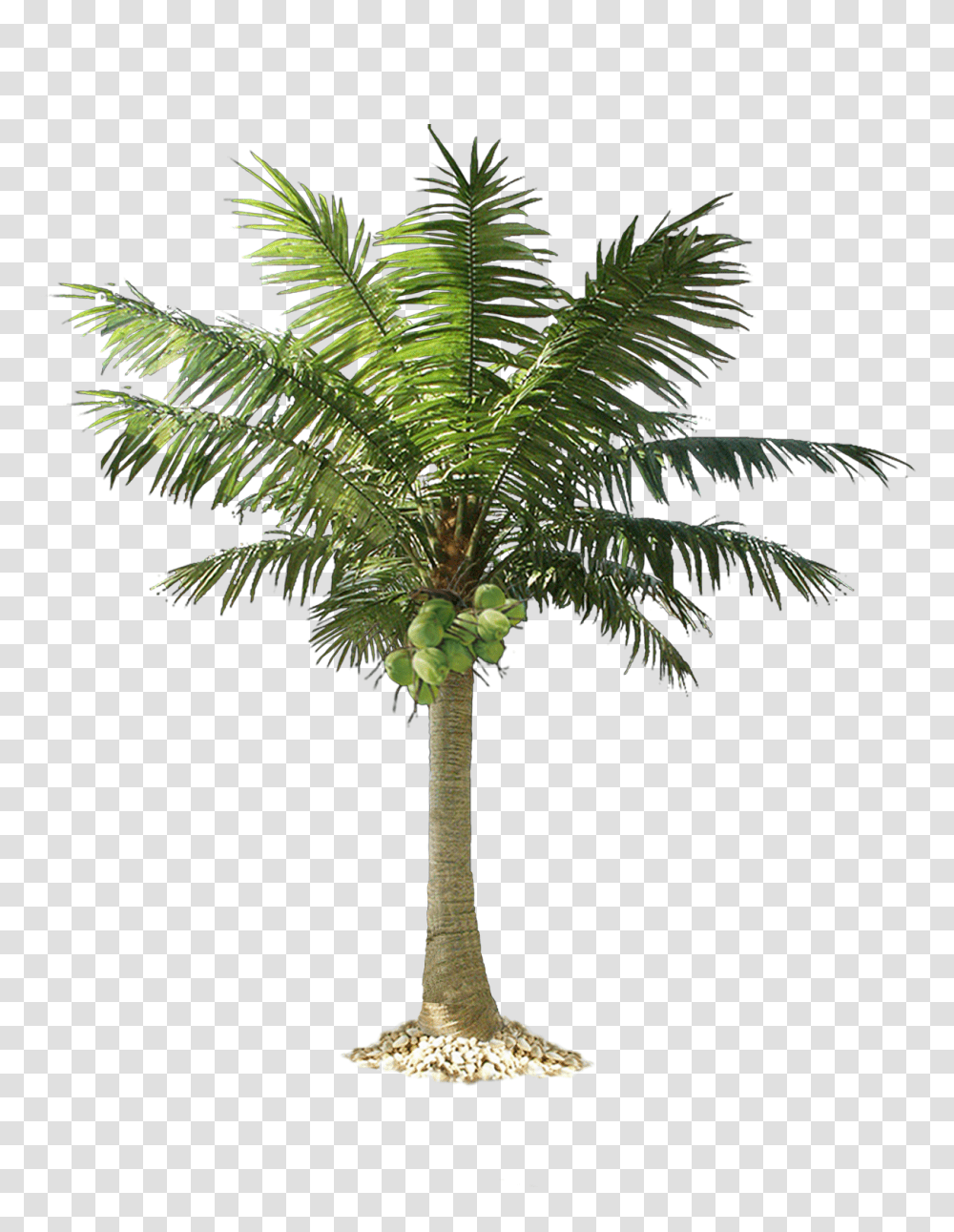 Download Free Palm Tree Palm Tree Cut Out, Plant, Arecaceae, Fern Transparent Png