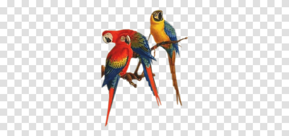 Download Free Parrots Passaros, Animal, Bird, Macaw Transparent Png