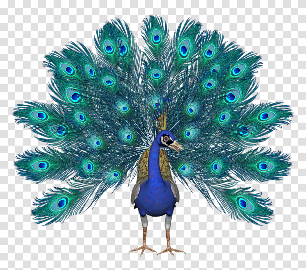 Download Free Peacock Pic Birthday Peacock, Bird, Animal, Pattern Transparent Png