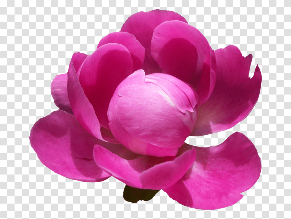 Download Free Peonies Pic Paeonia Flowers Hd, Petal, Plant, Blossom, Rose Transparent Png