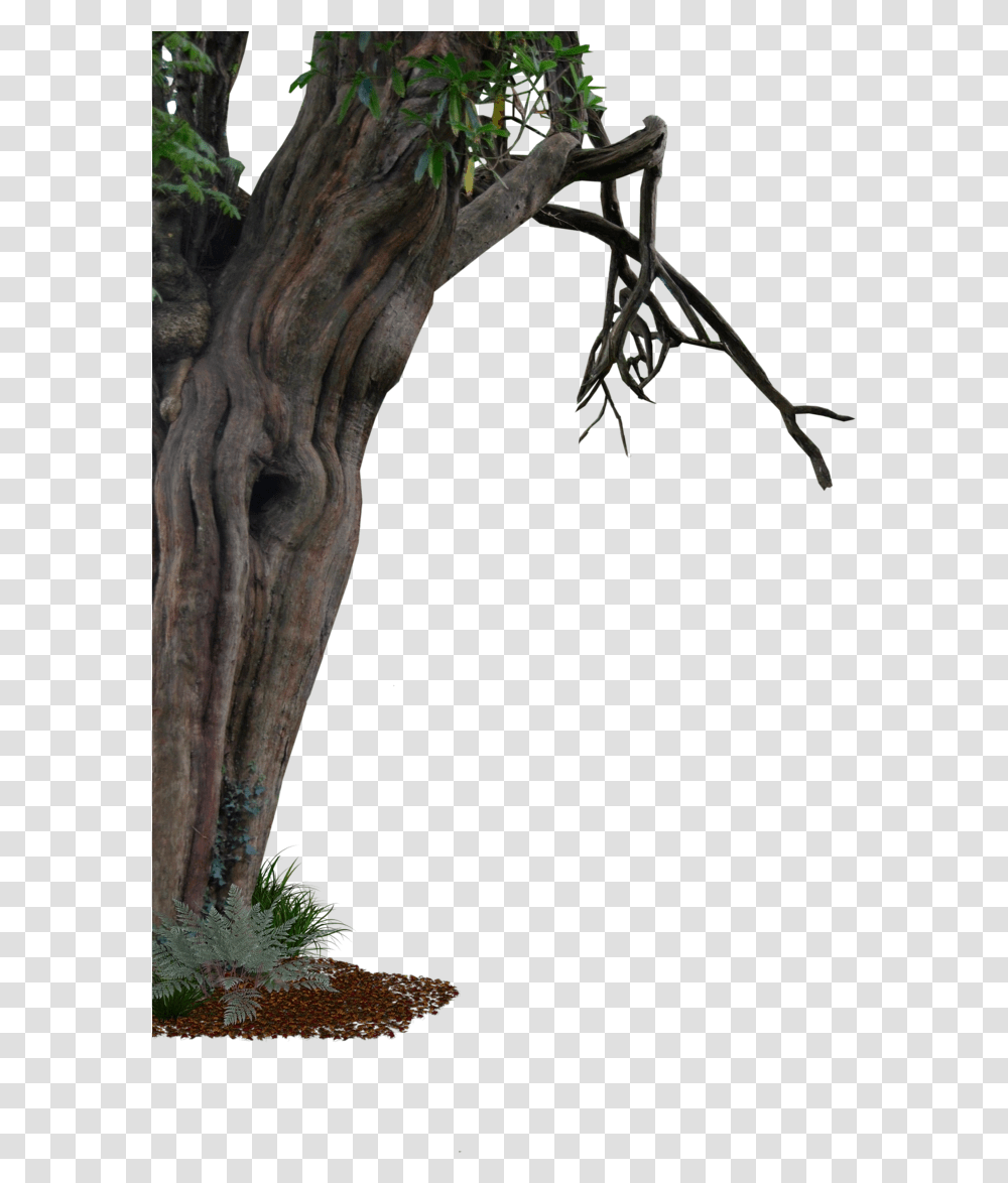 Download Free Phim Tree On The Side, Plant, Tree Trunk, Root, Wood Transparent Png