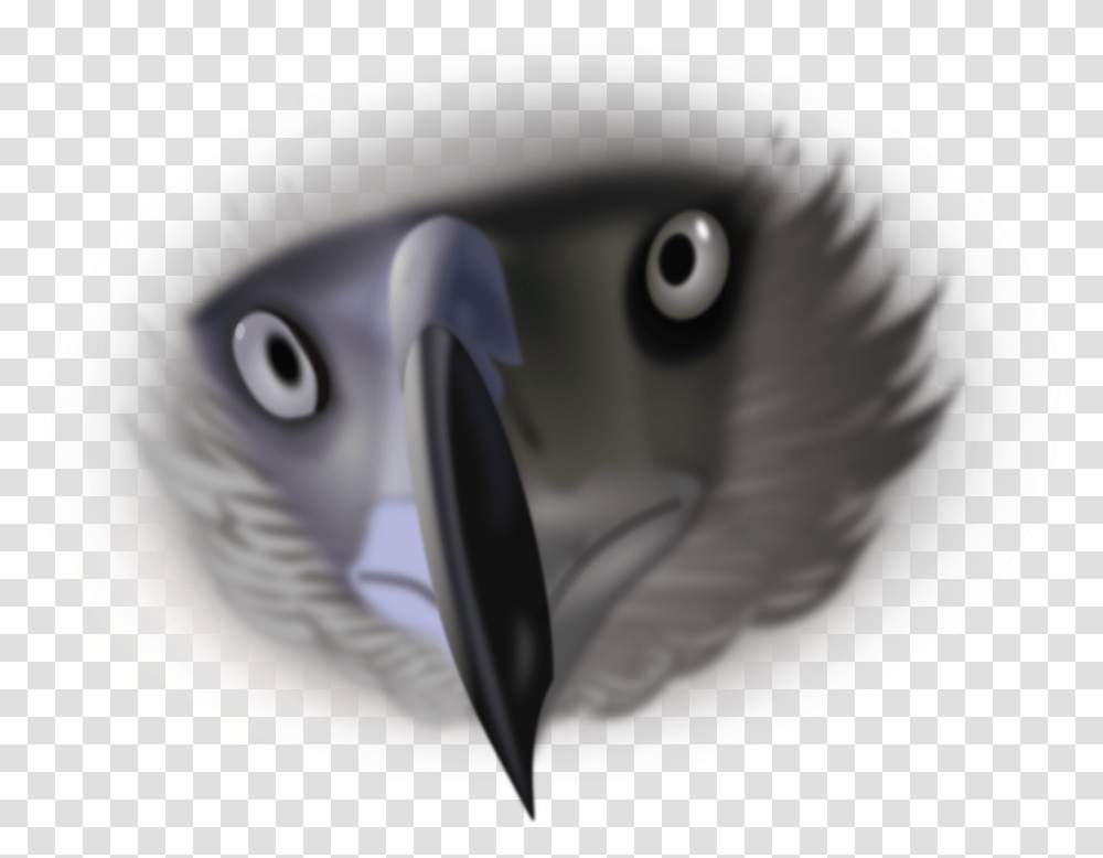 Download Free Photo Of Eaglebirdeyesanimalnature From Bird Eyes, Helmet, Clothing, Apparel, Porcelain Transparent Png