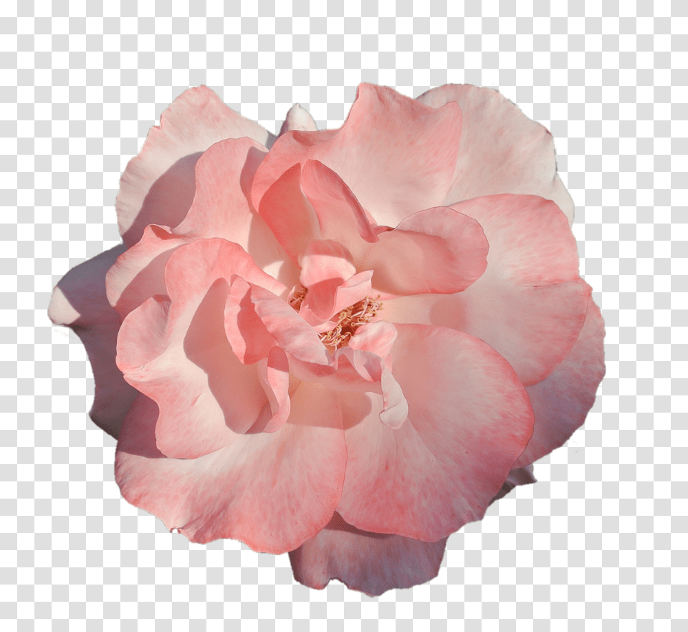 Download Free Photo Of Flower Pink Rose Flor Rosa Fundo Transparente, Plant, Blossom, Geranium, Petal Transparent Png