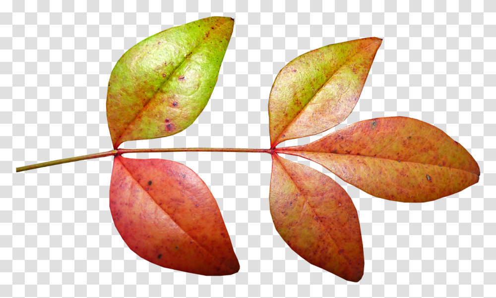 Download Free Photo Of Leaves Bamboo Autumn Fall Plant Autumn, Leaf, Veins Transparent Png