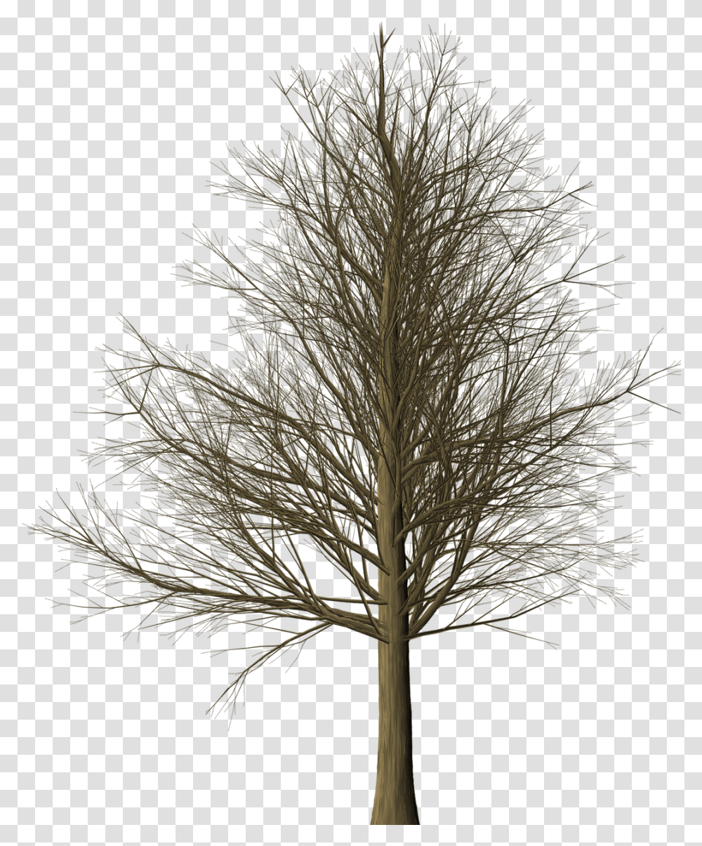 Download Free Photo Of Treebranchesleaflessisolated Albero, Plant, Nature, Outdoors, Vegetation Transparent Png