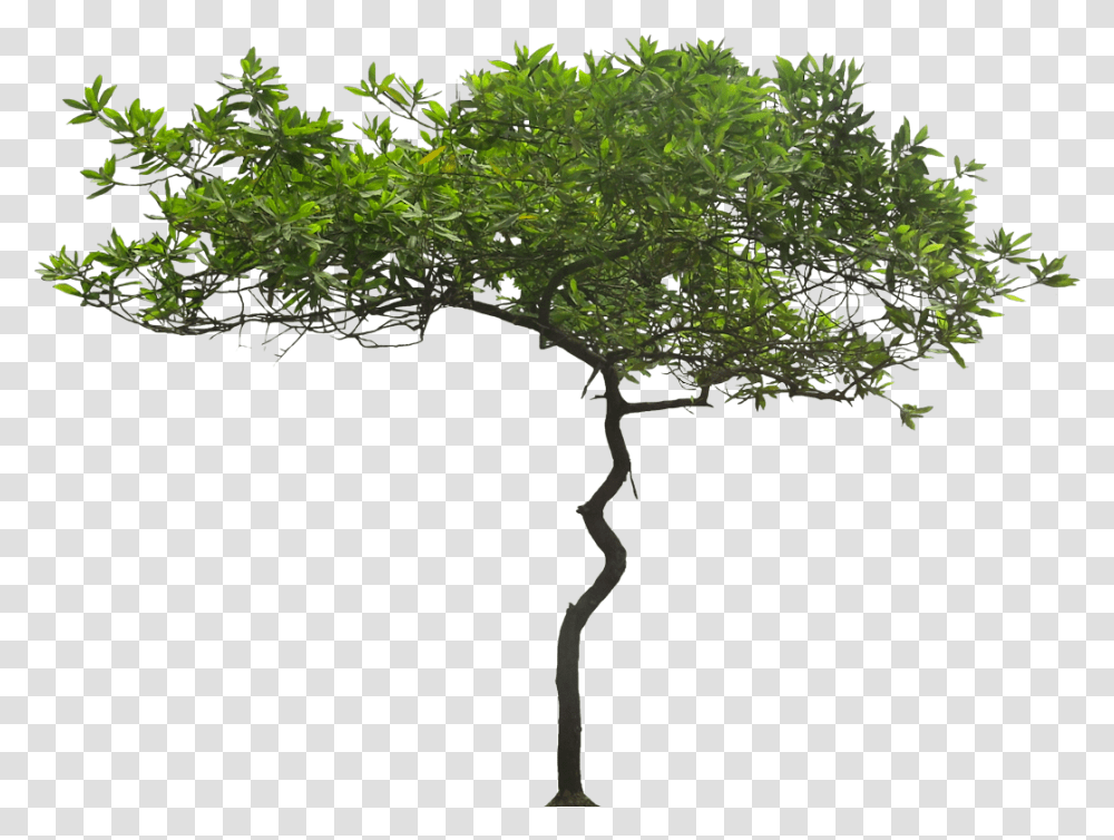 Download Free Pictures Of Ornamental Tropical Subtropical Acacia Tree Background, Plant, Root, Tree Trunk, Bonsai Transparent Png