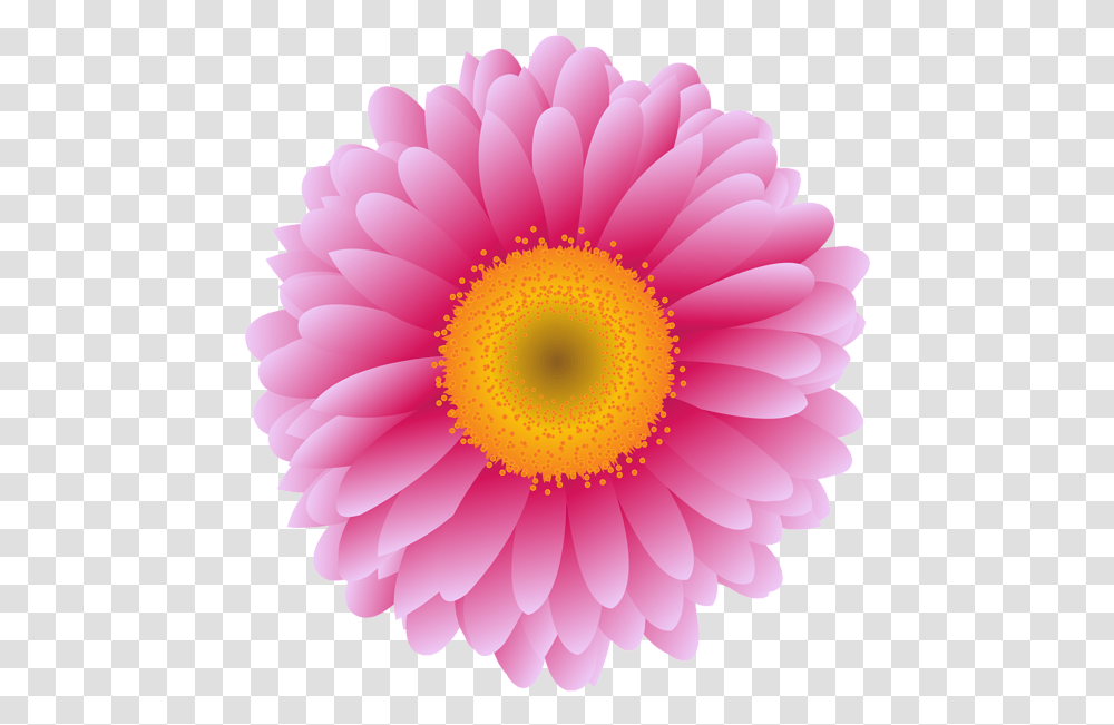 Download Free Pink Flower Photography Girly, Plant, Blossom, Daisy, Daisies Transparent Png