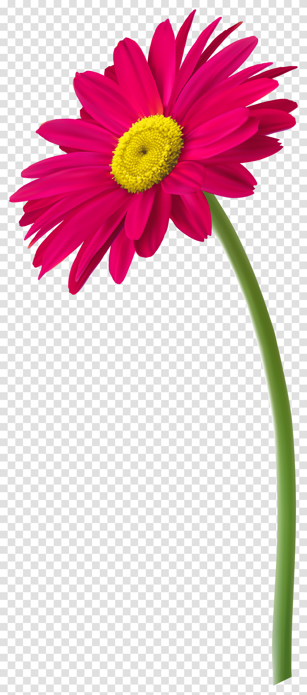 Download Free Pink Gerbera Flower Pink Gerbera, Plant, Blossom, Daisy, Daisies Transparent Png