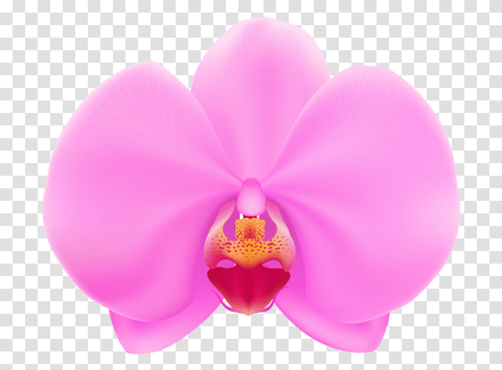 Download Free Pink Orchid Vector Orchid Flower, Plant, Blossom, Balloon, Anemone Transparent Png