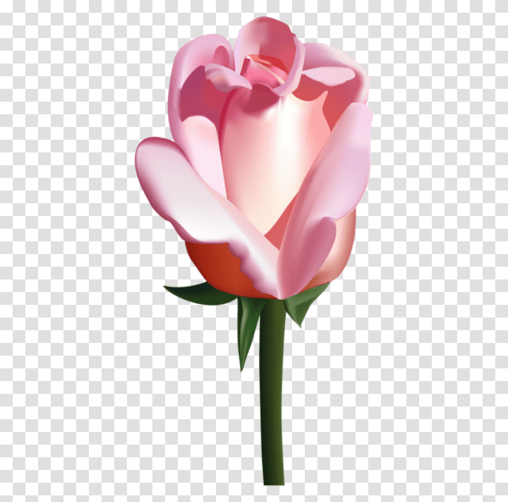 Download Free Pink Rose Images White Bunga Mawar, Petal, Flower, Plant, Blossom Transparent Png