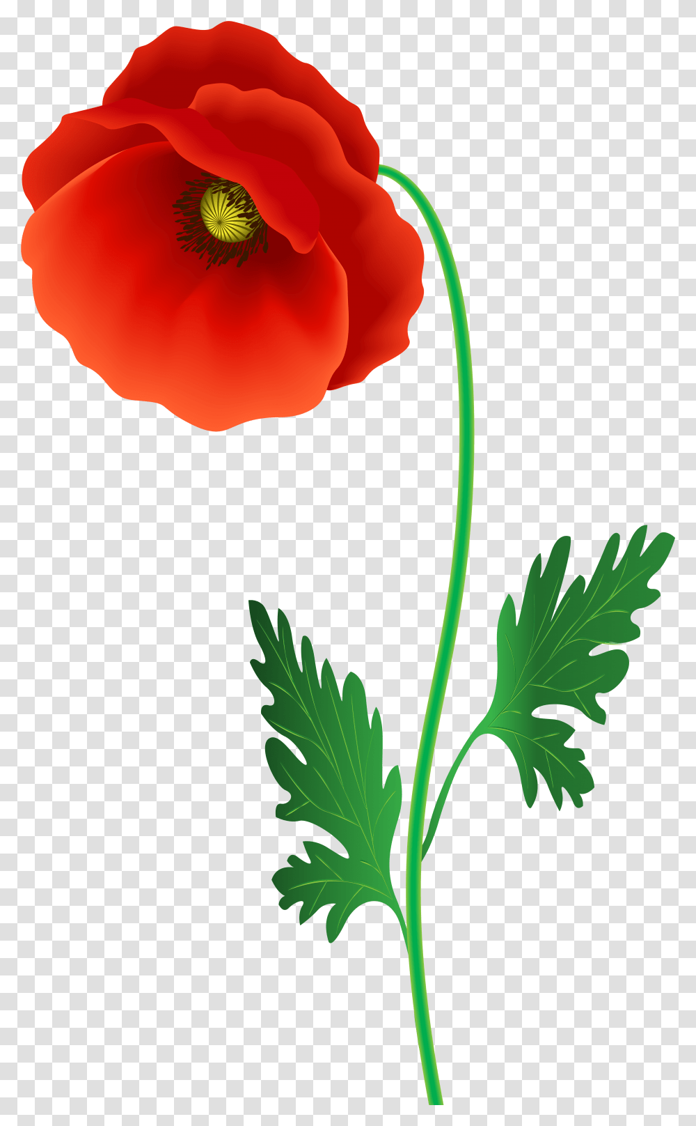 Download Free Poppy Flower Clipart Image Gallery Flowering Plant, Blossom, Petal, Vase, Jar Transparent Png
