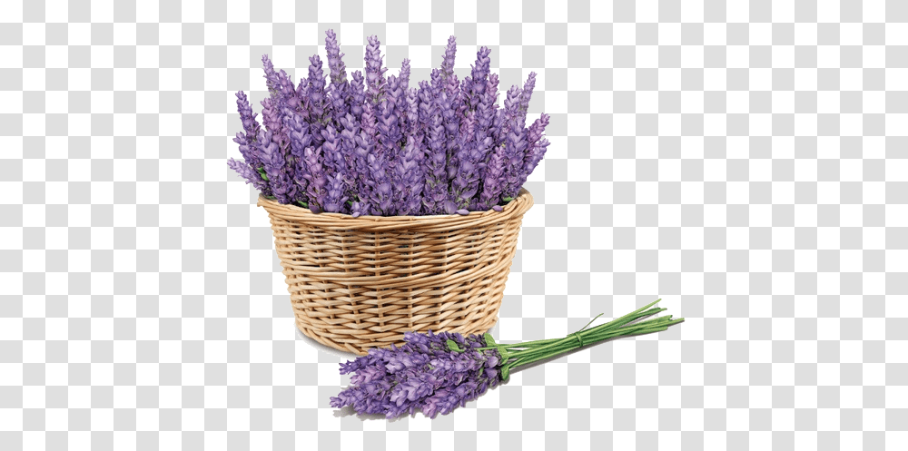 Download Free Purple Price Lavender Lavender, Plant, Flower, Blossom, Basket Transparent Png