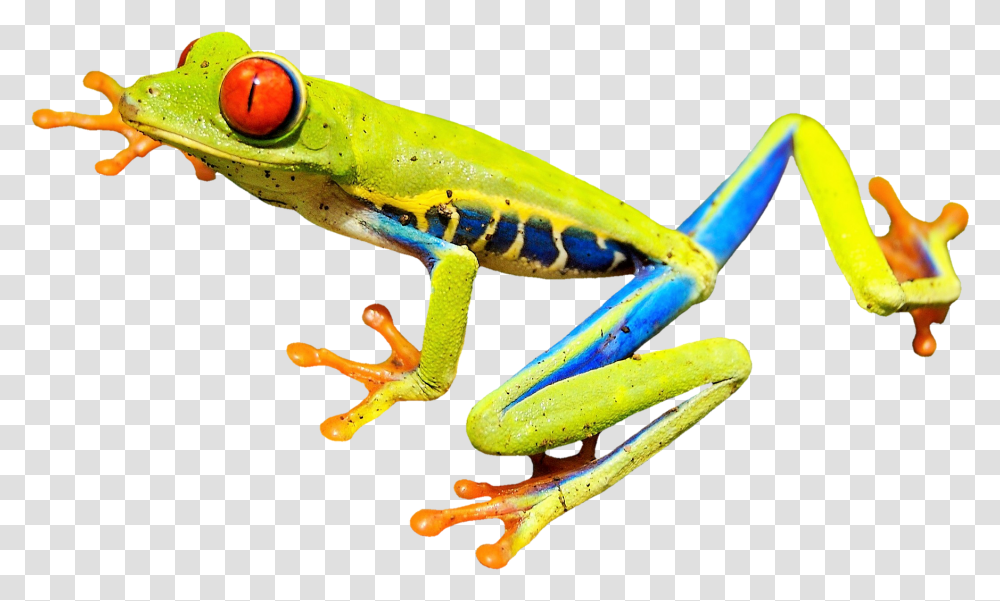 Download Free Rainforest Frog Image 439 Red Eyed Tree Frog Clipart, Amphibian, Wildlife, Animal Transparent Png