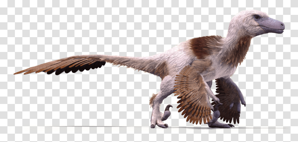 Download Free Raptor Bird Utahraptor Feathers Raptor Dinosaur With Wings, Animal, Buzzard, Hawk, Reptile Transparent Png