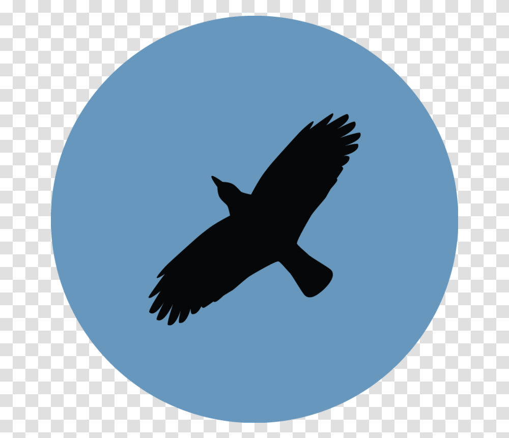 Download Free Ravenclaw Image Dlpngcom Ravenclaw Bird, Flying, Animal, Silhouette, Eagle Transparent Png