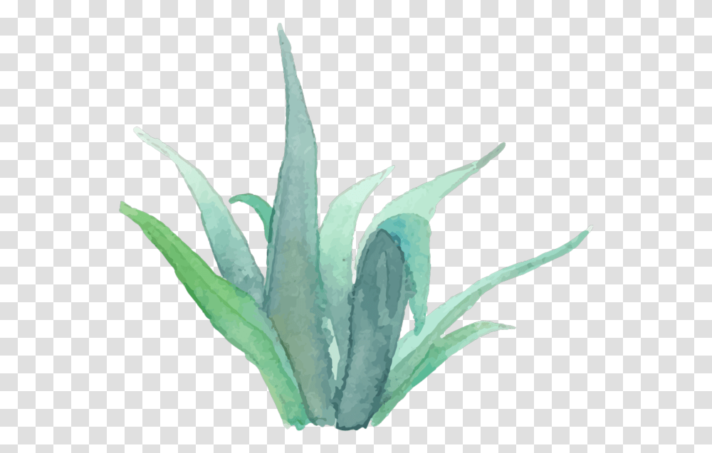 Download Free Real Succulent Estate Photographer Watercolor Succulent Plant, Bird, Animal, Crystal, Flower Transparent Png