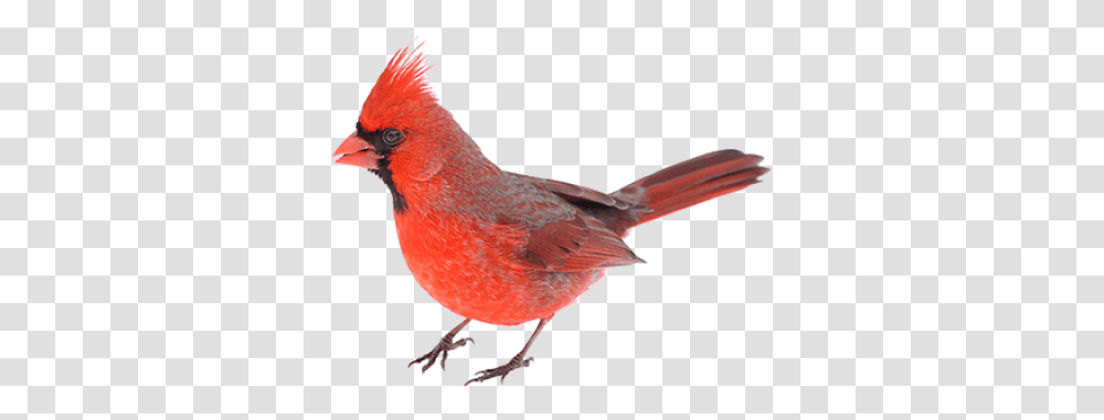 Download Free Red Bird Northern Cardinal, Animal Transparent Png