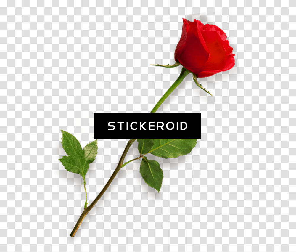 Download Free Red Rose, Flower, Plant, Blossom Transparent Png