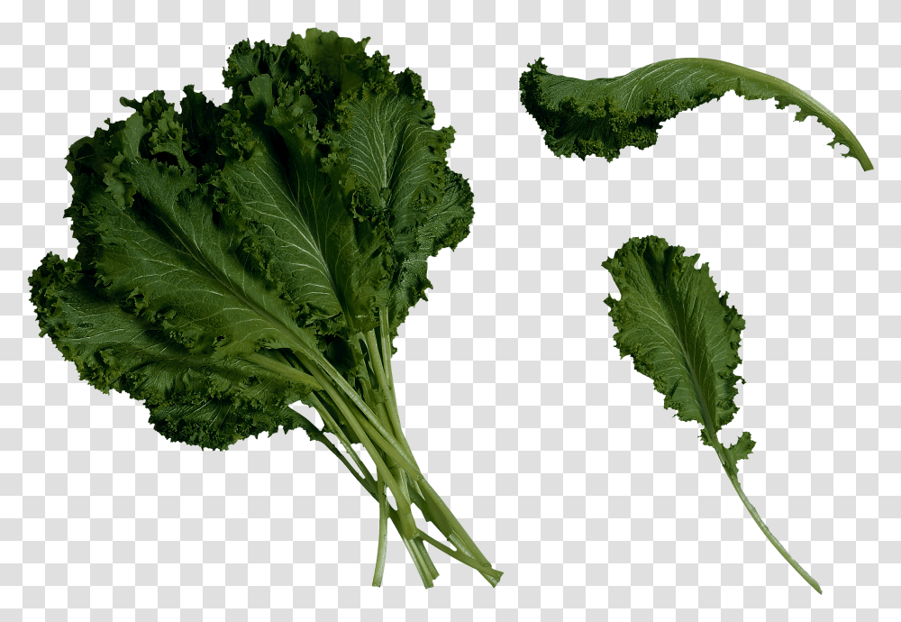 Download Free Salad Image Icon Favicon Freepngimg Mustard Greens, Kale, Cabbage, Vegetable, Plant Transparent Png