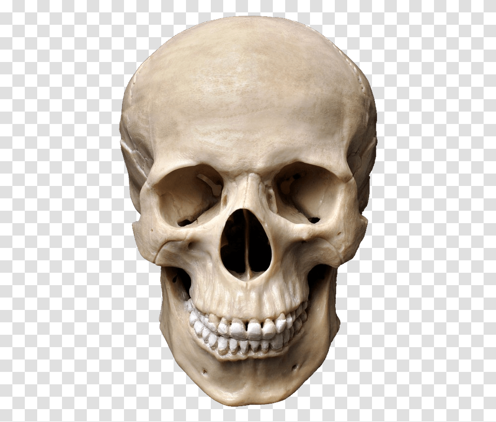 Download Free Sapiens Skeleton Skull Skull, Head, Jaw, Teeth, Mouth Transparent Png