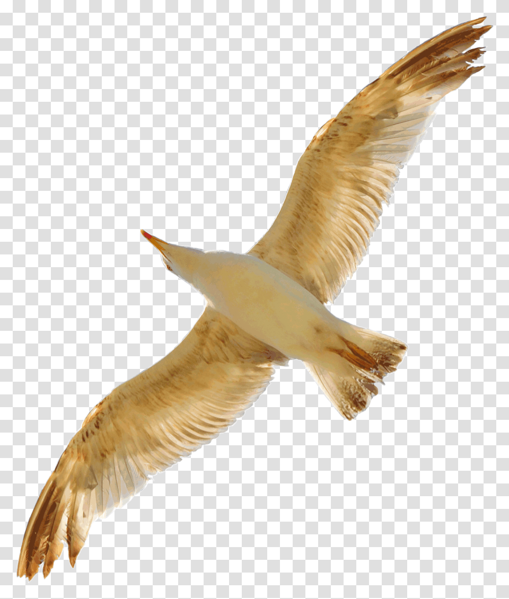 Download Free Seagull Gold Seagull, Bird, Animal, Flying, Accipiter Transparent Png