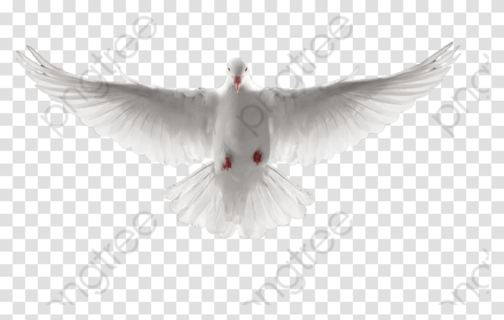 Download Free Sido Paloma Blanca Dove, Bird, Animal, Pigeon Transparent Png