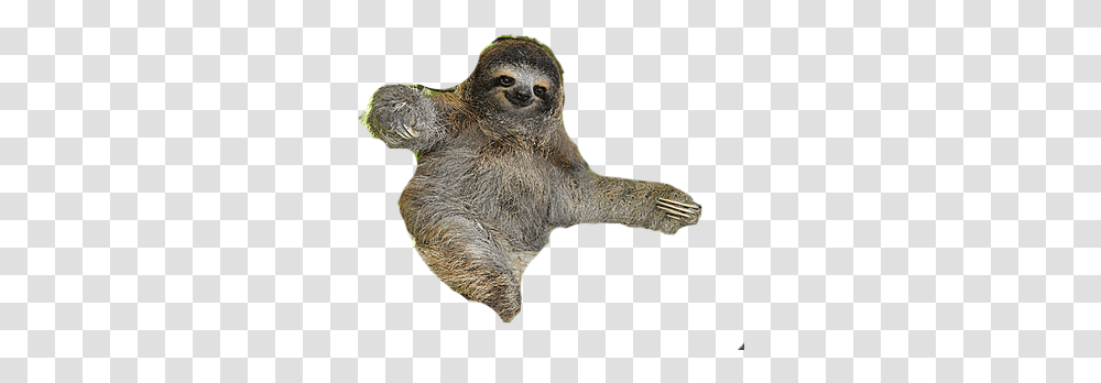 Download Free Sloth Sloth, Wildlife, Animal, Mammal, Three-Toed Sloth Transparent Png