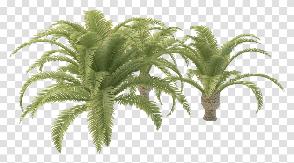 Download Free Small Palm Tree Hd Tree Images, Plant, Fern, Leaf, Pattern Transparent Png