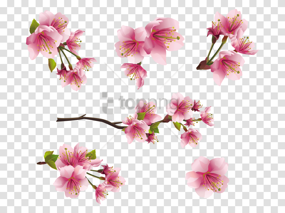 Download Free Spring Images Peach Blossom Clip Art, Plant, Flower, Anther, Petal Transparent Png