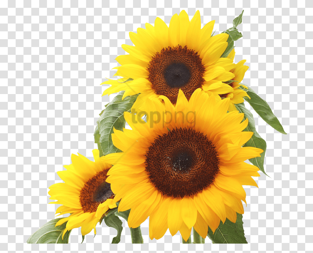 Download Free Sunflower Image With Good Morning Mother In Law, Plant, Blossom Transparent Png