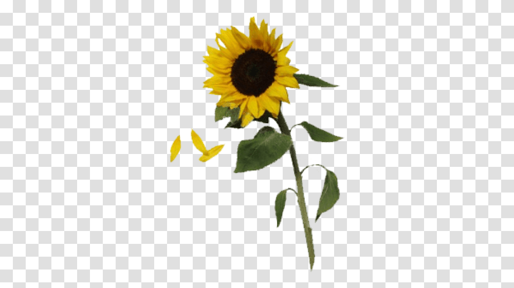 Download Free Sunflowers Pngpic Dlpngcom Flower, Plant, Blossom, Petal, Leaf Transparent Png
