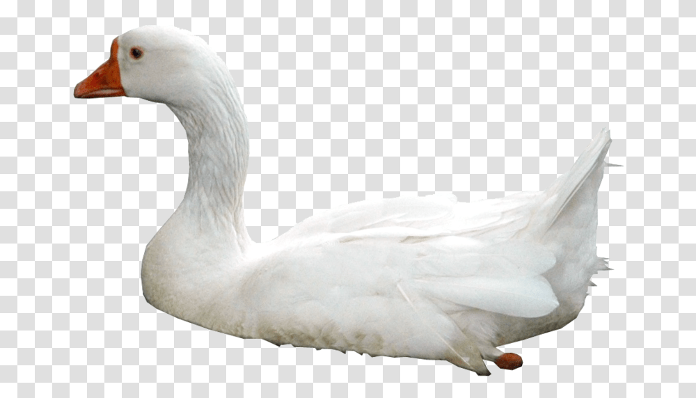 Download Free Swan Photos Ducks In Water, Bird, Animal, Goose Transparent Png