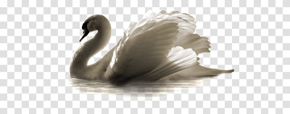 Download Free Swan Swan, Bird, Animal, Waterfowl Transparent Png