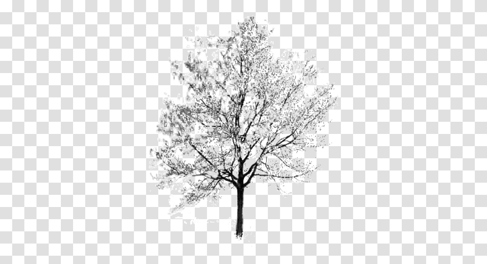 Download Free Tree Black And White Clipart 53171 Cherry Blossom Trees White, Plant, Flower, Chandelier, Graphics Transparent Png