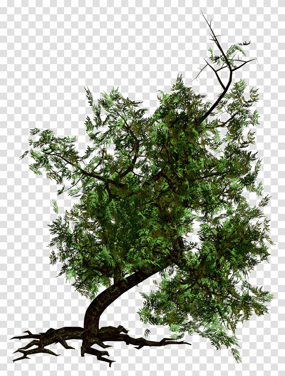 Download Free Tree Image Dlpngcom Portable Network Graphics, Plant, Tree Trunk, Vegetation, Outdoors Transparent Png