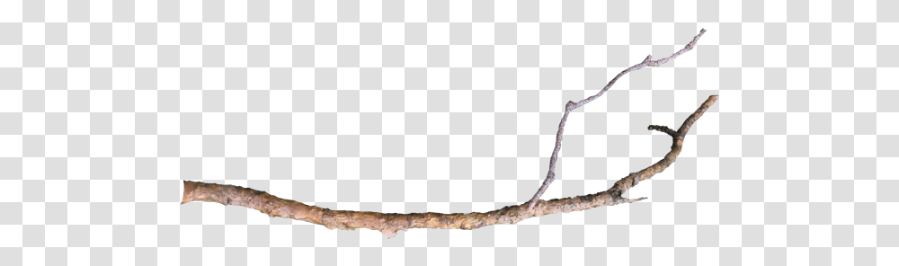 Download Free Tree Limb Long Tree Branch, Plant, Animal, Gecko, Lizard Transparent Png